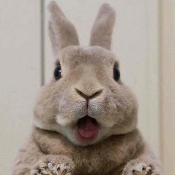 Meet your Posher, Shanan - Picture 1 of 1